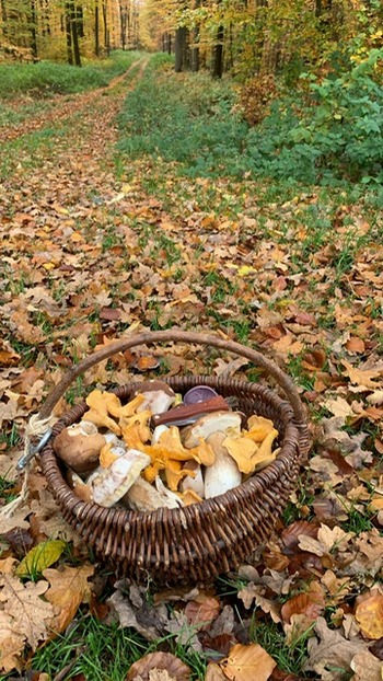 Steinpilzkorb und Blick in den Wald; Foto Ingeborg 7.11.23