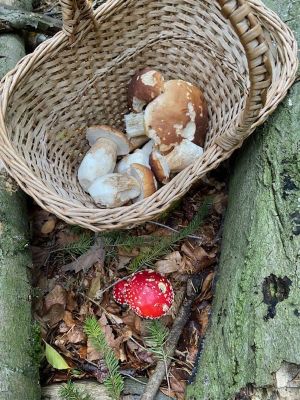 Steinpilze im Korb, Fliegenpilz zwischen alten Stämmen; Foto Tobias 5.10.25