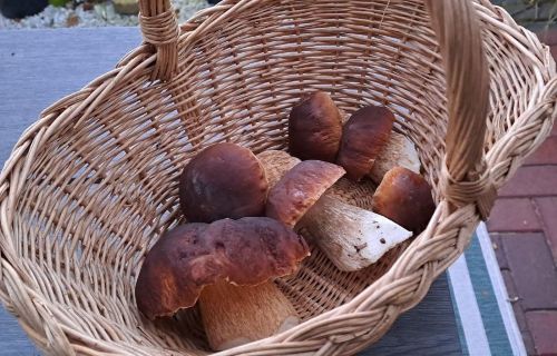 Prächtige Steinpilze im Korb; Foto Helga 25.10.25