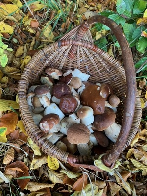 Korb mit Steinpilzen; Foto © Ingeborg 5.11.23