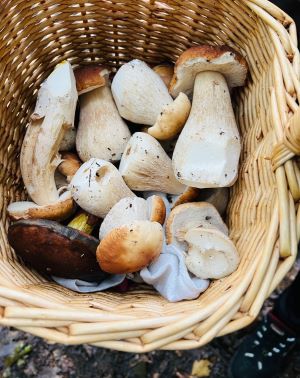 Korb mit Steinpilzen; Foto Julius 26.9.25