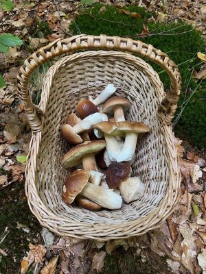 Pilzkorb mit Steinpilzen; Foto Tobias 18.10.25 Pilzkorb mit Steinpilzen; Foto Tobias 18.10.25