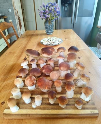 Steinpilzparade mit Blumen; Foto Michael 20.9.25