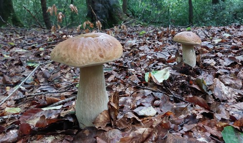 Prächtige Steinpilze MarkusE 30.9.22