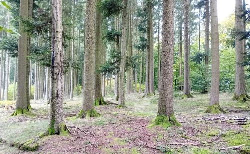Steinpilzrevier im Fichtenhochwald; Foto Thomas 10.10.25