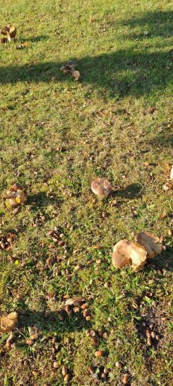 Steinpilzwiese; Foto Helga 1.10.25 Steinpilzwiese; Foto Helga 1.10.25