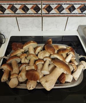 Steinpilzpracht in der Küche; Foto Margit 14.10.25 Steinpilzpracht in der Küche; Foto Margit 14.10.25