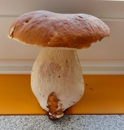 Erster Steinpilz 2026 aus dem Deister; Foto Martina 5.9.26 Erster Steinpilz 2026 aus dem Deister; Foto Martina 5.9.26