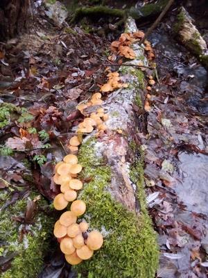 Stockschwämmchen am Bach; Foto Oliver 8.12.23