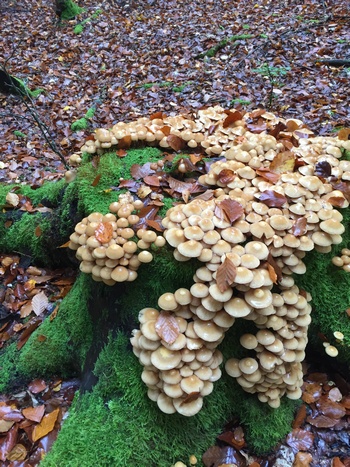 Stockschwämmchen satt am Rotbuchenstumpf; Foto Gerhard 31.10.23