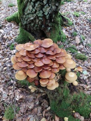 Stockschwämmchen; Foto Margit 14.10.25 Stockschwämmchen; Foto Margit 14.10.25