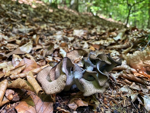 Schöner Strauß von Herbsttrompeten 