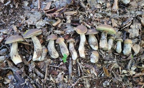 Strecke von Hainbuchenraufußröhrlingen; Foto Verena 29.7.25