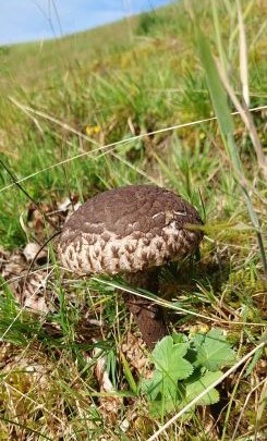 Strubbelkopfröhrling; Foto Martin 4.8.25