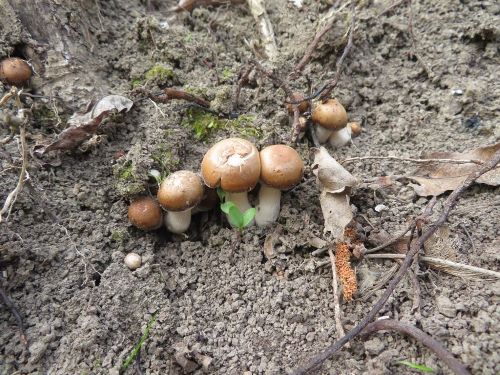 Kleine Südliche Ackerlinge; Foto Michael 25.3.25