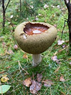 Steinpilz-Suppenschüssel; Foto Daniel 16.10.25