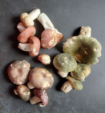 Schöner Täublingsfund; Foto Martin 6.7.25