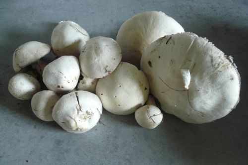 Wiesenchampignons; Foto Ralf 27.8.26 Wiesenchampignons; Foto Ralf 27.8.26