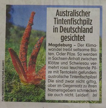 Tintenfischpilzbericht in der Bild; Foto Michael 22.9.23