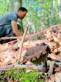 Tobias erntet Herbsttrompeten; Foto Matthias 6.9.23