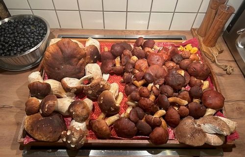 Toller herbstlicher Pilzfund mit Schlehen; Foto Chrischi 31.10.25 Toller herbstlicher Pilzfund mit Schlehen; Foto Chrischi 31.10.25