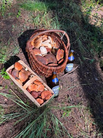 Toller Fund in Hamburgs Norden; Foto Dirk 13.10.25 Toller Fund in Hamburgs Norden; Foto Dirk 13.10.25