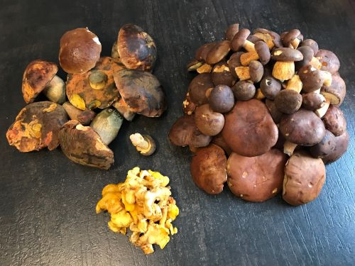 Roller Fund von Flockis, Steinpilzen, Maronen und einigen Pfifferlingen; Foto Jürgen 3.10.25 Roller Fund von Flockis, Steinpilzen, Maronen und einigen Pfifferlingen; Foto Jürgen 3.10.25