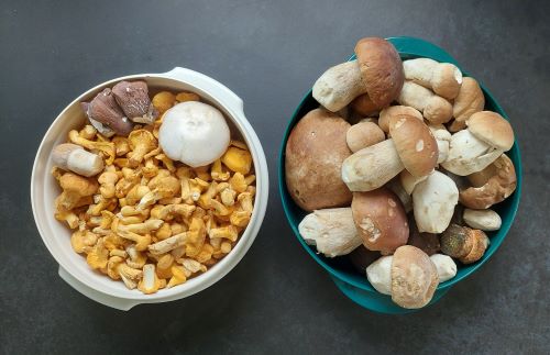Toller Fund mit durchschlagend vielen Steinpilzen; Foto Martin 20.7.25 Toller Fund mit durchschlagend vielen Steinpilzen; Foto Martin 20.7.25
