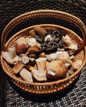 Herrlicher herbstlicher Pilzkorb; Foto Verena 5.10.25