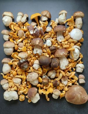 Schöner Überblick von Martins Fund mit an die 30 Steinpilzen; Foto Martin 20.7.25 Schöner Überblick von Martins Fund mit an die 30 Steinpilzen; Foto Martin 20.7.25