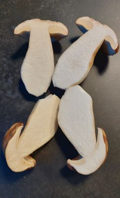 Topqualität der Sommersteinpilze; Foto Martin 4.8.25