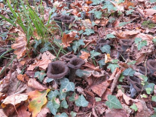 Schöne junge Herbsttrompeten; Foto Michael 12.10.25