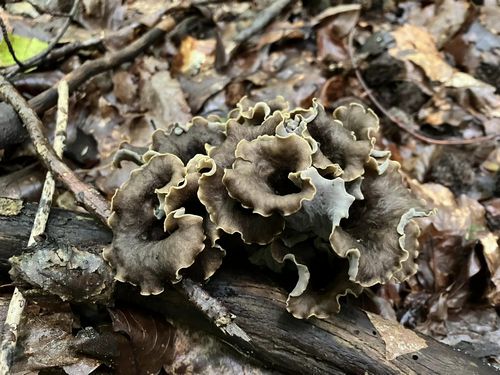 Totentrompeten aus der Nähe gesehen; Foto Heike 1.9.23