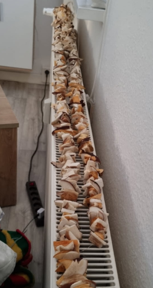 Heizung mit Trockenpilzen; Foto Bodo 20.10.25