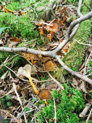 Starkriechende Trompetenpfifferlinge; Foto Matthias 31.8.25 Starkriechende Trompetenpfifferlinge; Foto Matthias 31.8.25