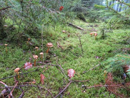 Trompetenpfifferlinge; Foto Michael 12.11.25