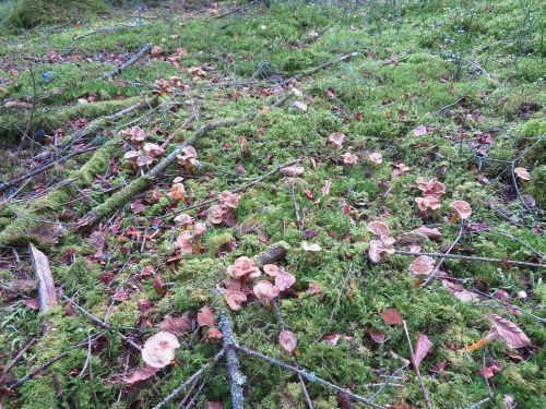 Trompetenpfifferlinge; Foto Michael 15.11.25