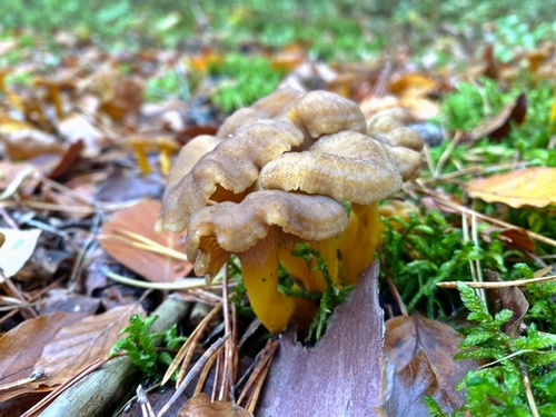 Schöne kräftige Trompetenpfifferlinge; Foto Stefan 5.11.23