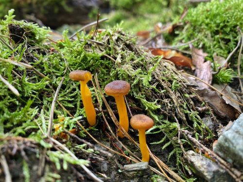 Trompetenpfifferlinge; Foto stefan 7.7.24