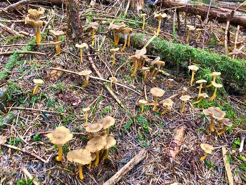 Trompetenpfifferlinge Wald Thomas 12.11.22