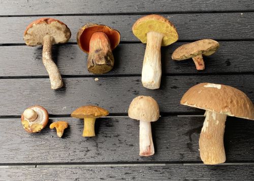 Übersicht des Fundes; Foto Volkmar 5.8.25