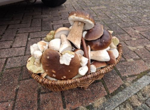 Der Korb ist übervoll von Top-Steinpilzen; Foto Onno  9.11.25