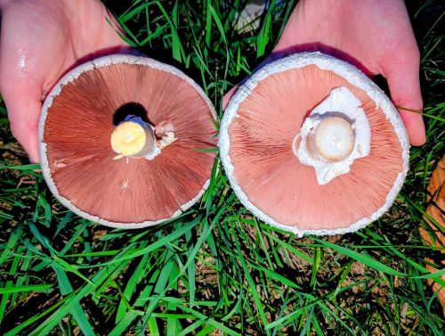 Vergleich Karbolegerling (li.) und Großsporiger Champignon (re.); Foto Matthias/Happurg 8.9.26