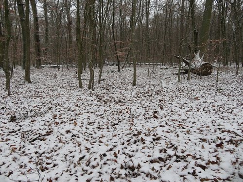 Verschneiter Winterwald Michael 15.12.22