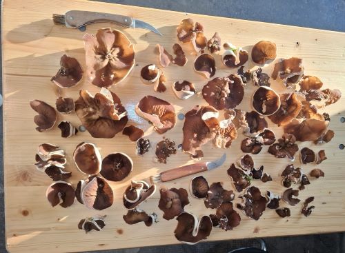Viele, teils ausladende große Morchelbecherlinge; Foto Miguel 30.3.25