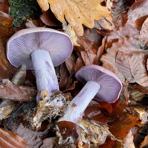 Violette Rötelritterlinge Heiko 7.12.22