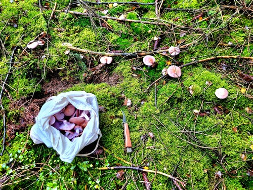 Violette Rötelritterlinge im Korb und im Moos; Foto Verena 15.11.23