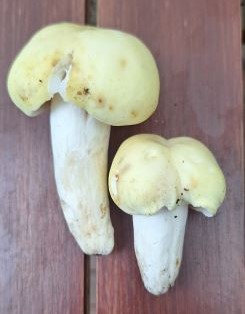 Violettstielige Pfirsichtäublinge; Foto MichaelS 25.7.24