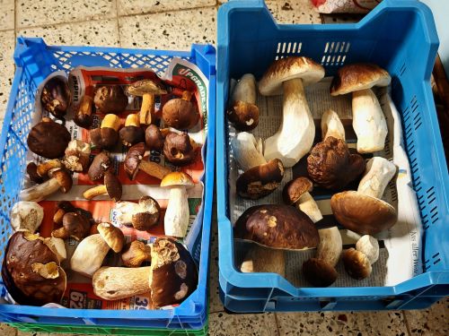 Kisten mit Steinpilzen und Maronen; Foto Martin 2.10.25