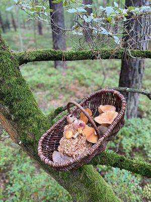 Voller Korb im Kiefernwald; Foto Volkmar 30.9.23